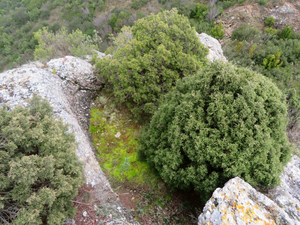 Recinto cimero
